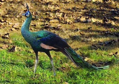 从餐桌到国宝 蓝孔雀与绿孔雀的命运分野