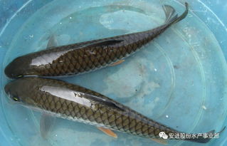 水产养殖技术终极致富秘籍 收藏