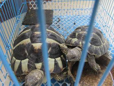 以爱为名的囚笼 非法饲养濒危野生动物背后的生态与法理之殇