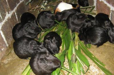 快繁高效“活体金矿” 科学饲养模式下的多宝兔产业