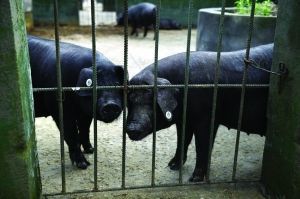 南京探索地震预警新路径 动物行为观测点科学饲养与监测