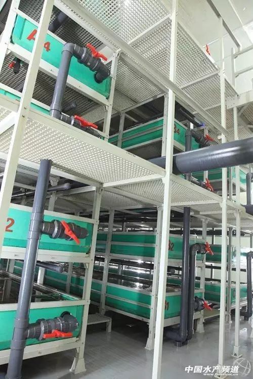 工厂化循环水养殖模式 引领水产养殖迈向智能化与生态化的新纪元