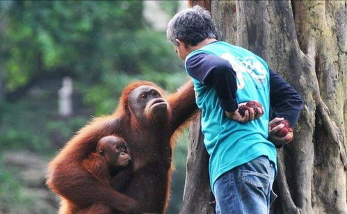 湖州动物园事件警示 孩童与猩猩“抢果冻”背后的危险与反思