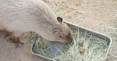 通心粉鼠饲养全指南 从入门到精通