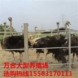 鸵鸟养殖与优质商品鸵鸟供应指南