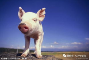 什么是健康养殖 动物饲养的现代理念与核心实践