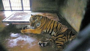 动物凶猛 盘点国内动物园伤人惨案与动物饲养的责任