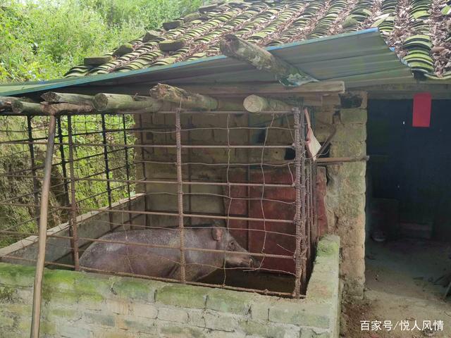 圈养四年 野山猪的饲养与管理深度解析